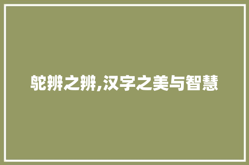 鸵辨之辨,汉字之美与智慧
